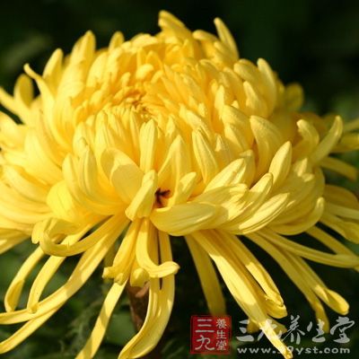 用茶菊花10克，槐花6克，决明子10克。水煎，1日3次分服。有清肝凉血之功