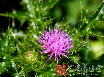 大刺儿菜_中药百科