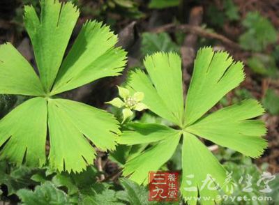 别名化血丹,大马蹄香,独叶草. 功效作用散瘀活血;止痛.