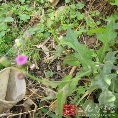 羊蹄草的药用价值与应用