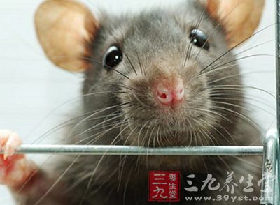 转基因鼠来研究糖尿病出变故