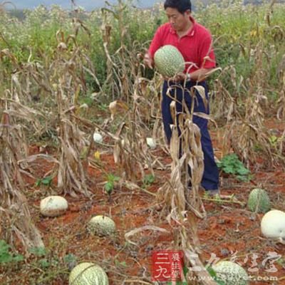 专门种植的西瓜取其种子，粒较大才有加工利用的价值