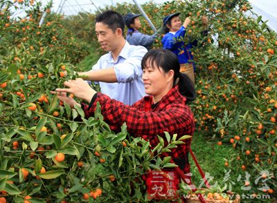 金桔原分布中国东南沿海各省，特别是广东地区