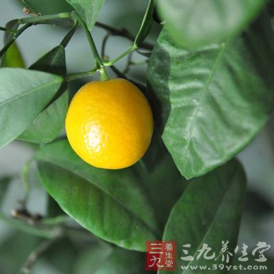 金桔可预防色素沉淀、增进皮肤光泽与弹性、减缓衰老、避免肌肤松弛生皱 金桔可预防色素沉淀、增进皮肤光泽与弹性、减缓衰老、避免肌肤松弛生皱