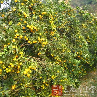 金桔除鲜食外，也可泡茶饮用