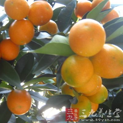 金桔果皮中的维生素C含量高达70mg/g，全果含量43mg/g