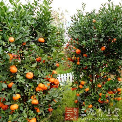 金桔是很多人比较吃的