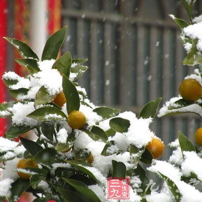 金桔作为食疗保健品,金桔蜜饯可以开胃 金桔作为食疗保健品,金桔蜜饯可以开胃