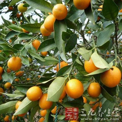 糖尿病人能吃金桔 糖尿病人能吃金桔