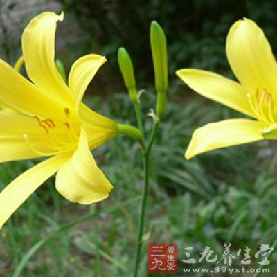 治乳痈肿痛，疮毒：鲜黄花菜根捣敷