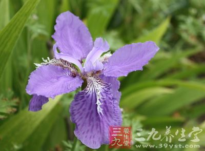 蝴蝶花的药用价值与应用