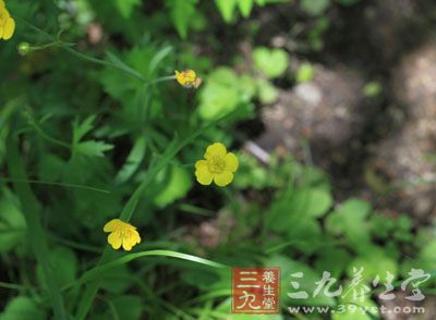 回回蒜的药用价值与应用