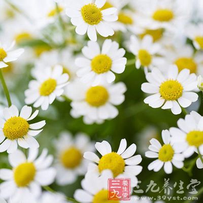 配方：甘菊花、浮萍各9克，明矾、胆矾各3克