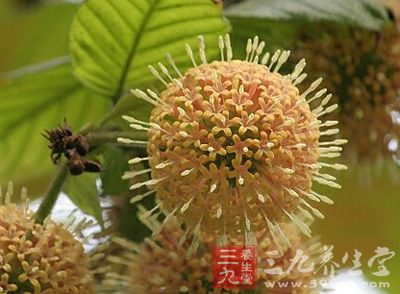 大叶钩藤_中药百科