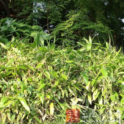 竹叶参的药用价值与应用