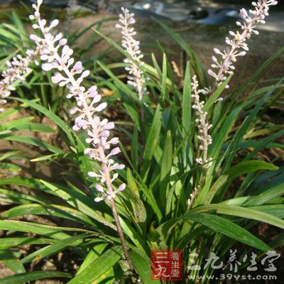 麦冬(Ophiopogon japonicus)又名沿阶草、书带草、麦门冬、寸冬