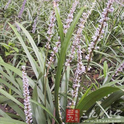 麦冬(Ophiopogon japonicus)又名沿阶草、书带草、麦门冬、寸冬