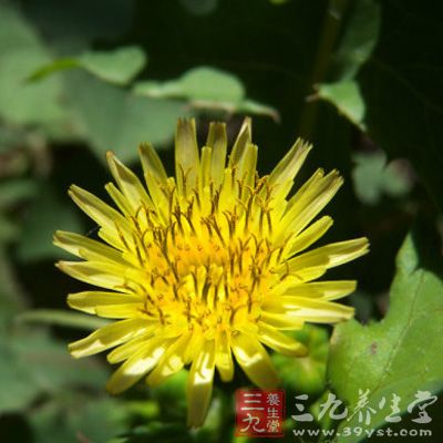 大叶苣荬菜