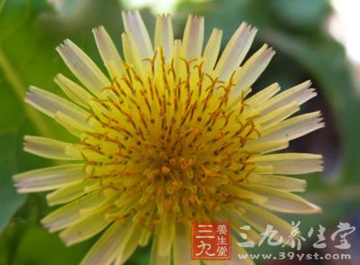 大叶苣荬菜