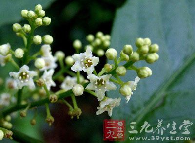 鲫鱼胆草的药用价值与应用