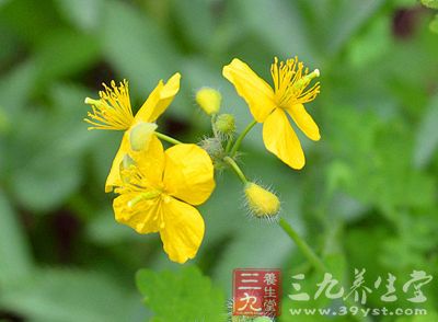 地黄连的药用价值与应用