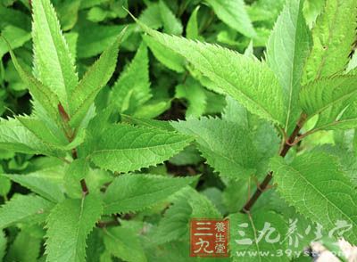 【别名】斑骨相思,土牛膝,多须公,六月霜《生草药性备要,白须公