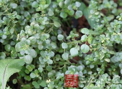 石油菜的药用价值与应用