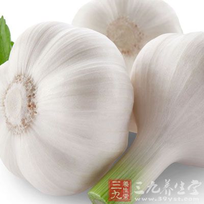 腊八蒜也属于腌蒜的一种 腊八蒜也属于腌蒜的一种