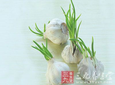 发芽的大蒜更有益心脏健康 发芽的大蒜更有益心脏健康