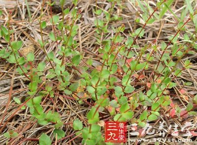 别名 豆瓣草,女儿红,沙生草(《四川中药志》),水豆瓣,豆瓣菜(《贵州