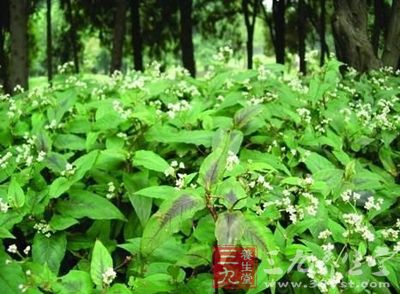 赤胫散的药用价值与应用