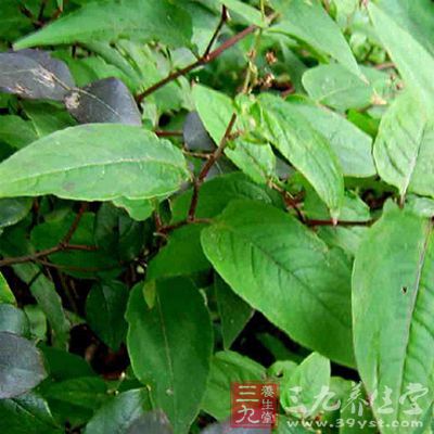 赤胫散的药用价值与应用