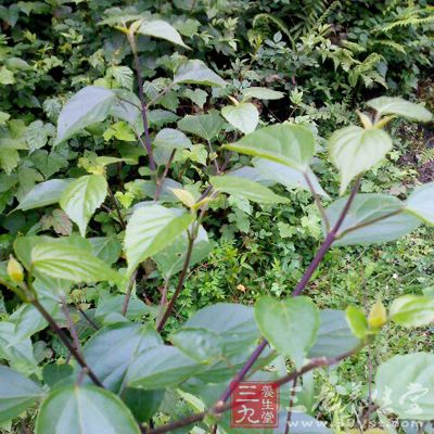 【原形态】1.狐臭柴,直立或攀援状灌木至小乔木,真株高1- 3.5m .