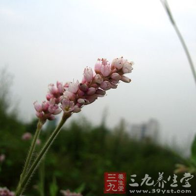 红辣蓼的药用价值与应用_清热药_中药图典