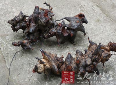 金刚藤头的药用价值与应用