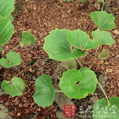 治风热感冒,咽喉肿痛,痈肿,疔疮,瘰疬,跌打损伤
