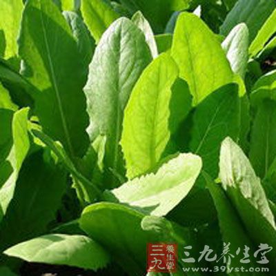 蒜茸油麦菜