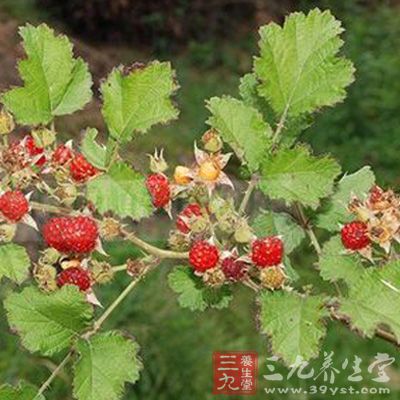 清热解毒,活血止痛,止带,止汗。治腰痛,白带,瘰疬 清热解毒,活血止痛,止带,止汗。治腰痛,白带,瘰疬