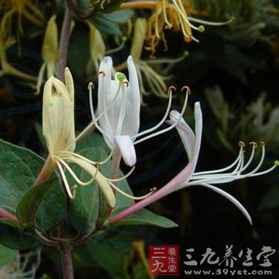 金银花、麦冬、桔梗各50克，水煎代茶饮治咽喉肿痛