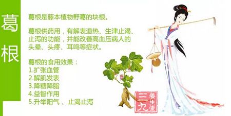 葛根是藤木植物野葛的块根