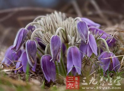 白头翁花的药用价值与应用