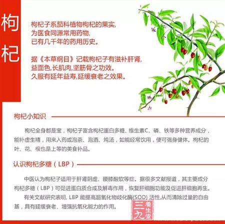 枸杞小知识
