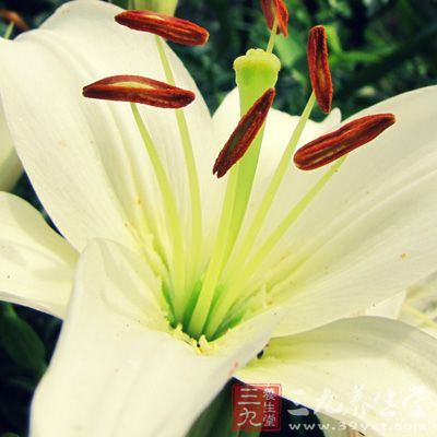 百合可谓是不焦不燥的滋阴上好食材 百合可谓是不焦不燥的滋阴上好食材