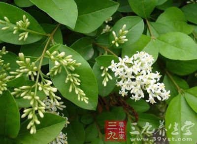 <em>女贞</em>叶的药用价值与应用_清热药_中药图典_养
