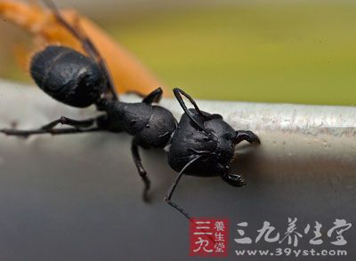 黑蚂蚁的药用价值与应用