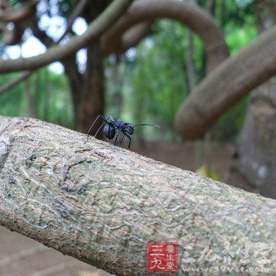 黑蚂蚁的药用价值与应用