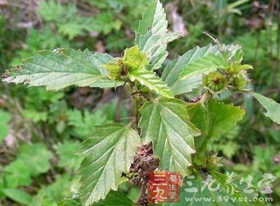 赛葵的药用价值与应用