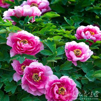 谷雨前后也是牡丹花开的重要时段