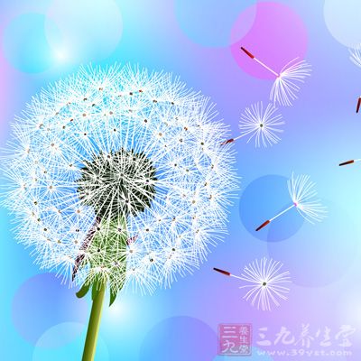 蒲公英又名婆婆丁、黄花地丁等 蒲公英又名婆婆丁、黄花地丁等