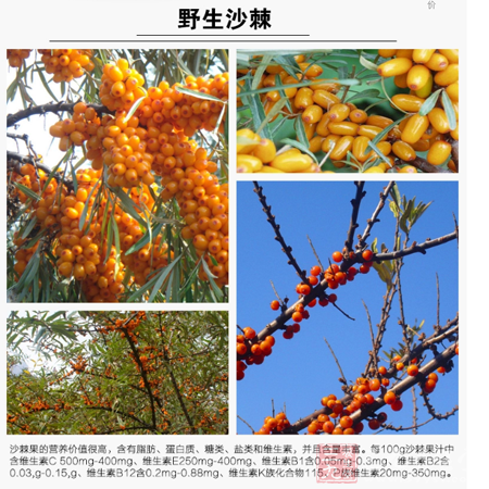 沙棘果的营养价值很高,含有脂肪、蛋白质、糖类、盐类和维生素 7